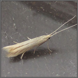 Coleophora  alticolella/glaucicolella