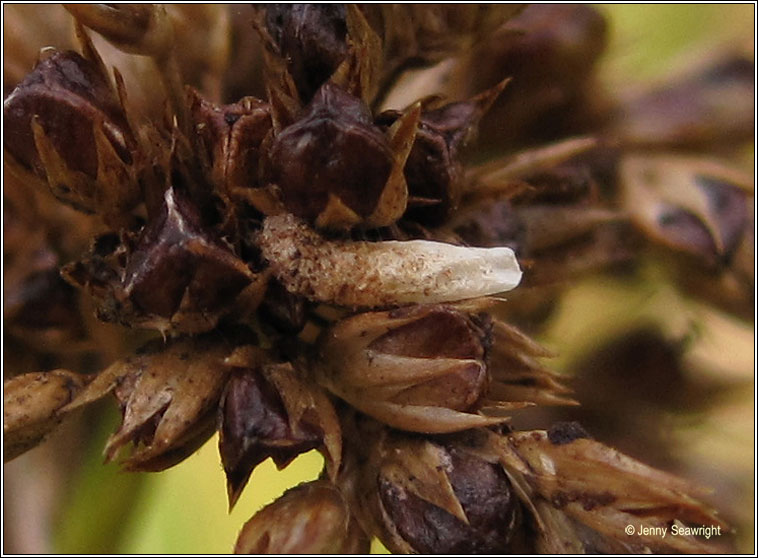 Coleophora  alticolella/glaucicolella