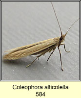 Coleophora alticolella