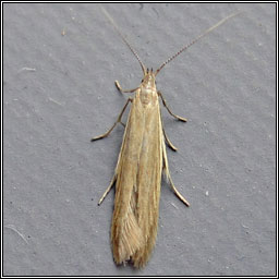 Coleophora alticolella