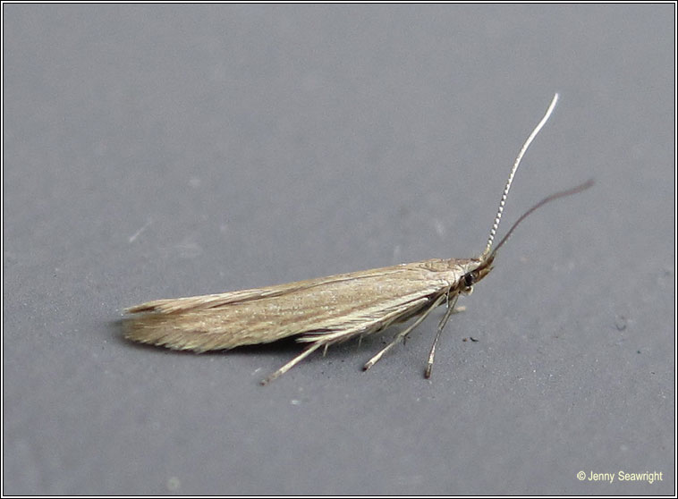 Coleophora alticolella