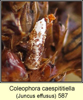 Coleophora caespititiella (case)