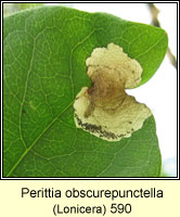 Perittia obscurepunctella (leaf mine on Lonicera)