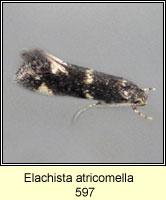 Elachista atricomella