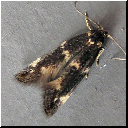 Elachista atricomella