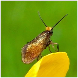 Micropterix calthella