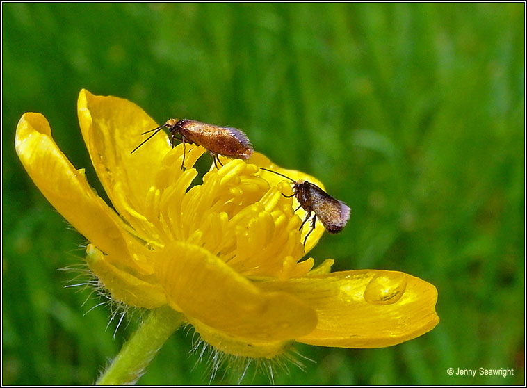 Micropterix calthella