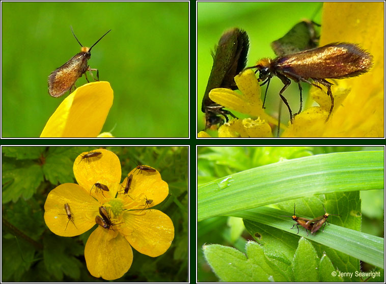 Micropterix calthella