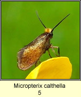 Micropterix calthella