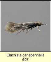 Elachista canapennella