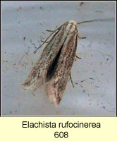 Elachista rufocinerea