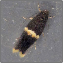 Elachista bisulcella