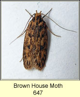 Brown House Moth, Hofmannophila pseudospretella