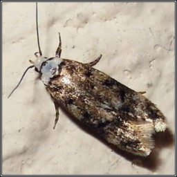 White-shouldered House-moth, Endrosis sarcitrella