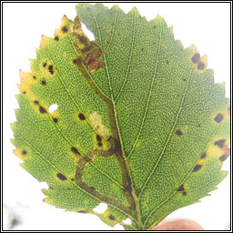 Stigmella continuella