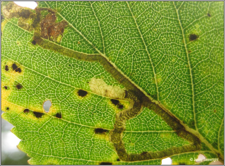 Stigmella continuella