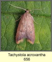 Tachystola acroxantha