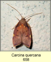 Carcina quercana