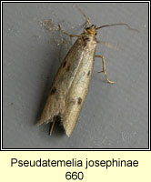 Pseudatemelia josephinae