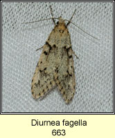 Diurnea fagella