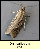 Diurnea lipsiella