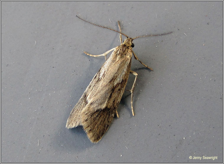 Diurnea lipsiella