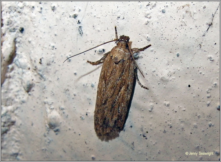 Depressaria daucella