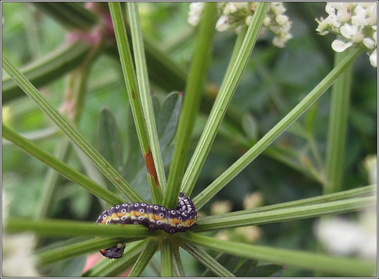 Depressaria daucella