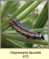 Depressaria daucella