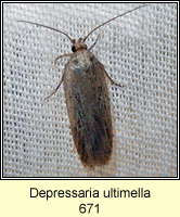 Depressaria ultimella