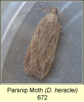 Parsnip Moth, Depressaria heraclei