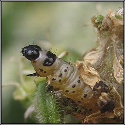 Parsnip Moth, Depressaria heraclei