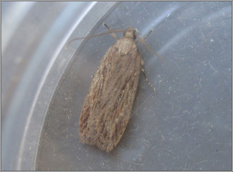 Parsnip Moth, Depressaria heraclei