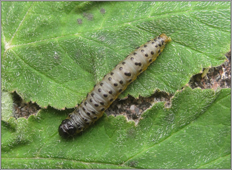 Parsnip Moth, Depressaria heraclei