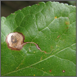 Stigmella plagicolella