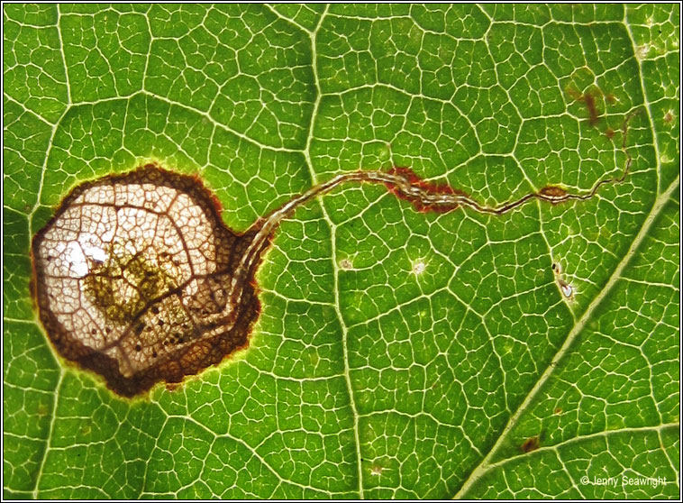 Stigmella plagicolella