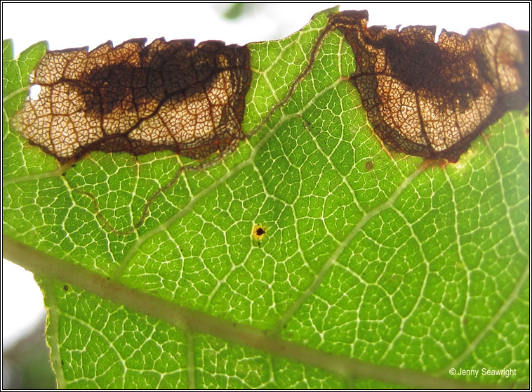 Stigmella plagicolella