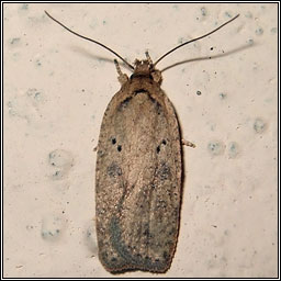 Agonopterix