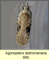 Agonopterix alstromeriana