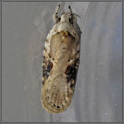 Agonopterix alstromeriana