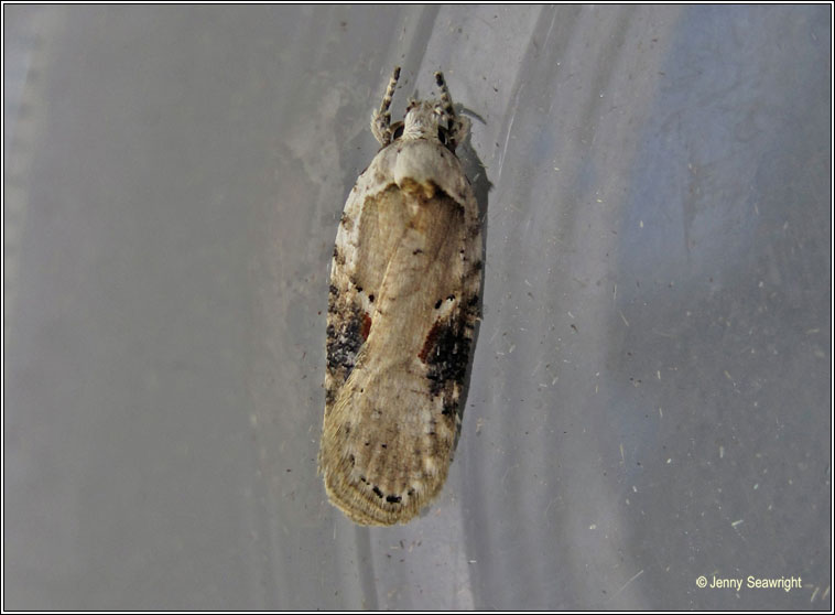 Agonopterix alstromeriana