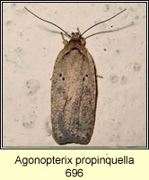 Agonopterix propinquella