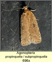 Agonopterix propinquella / subpropinquella