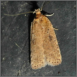 Agonopterix propinquella/subpropinquella