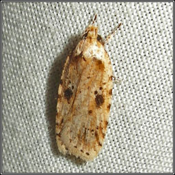 Agonopterix arenella