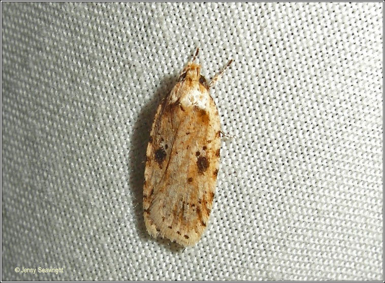 Agonopterix arenella