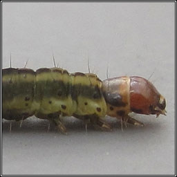 Agonopterix pallorella