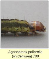 Agonopterix pallorella