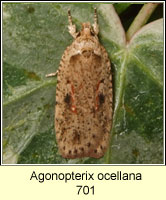 Agonopterix ocellana