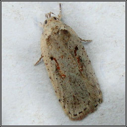 Agonopterix ocellana